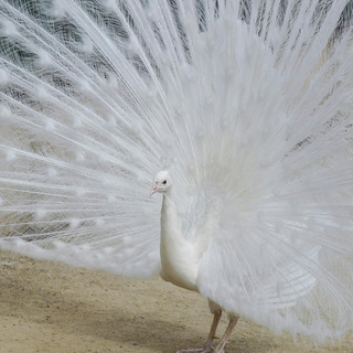 Lonliness and Disconnection