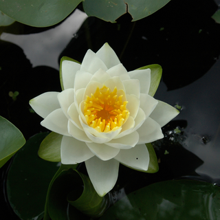 Trauma Recovery and Safety Building