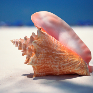 Identity and Self Reflection